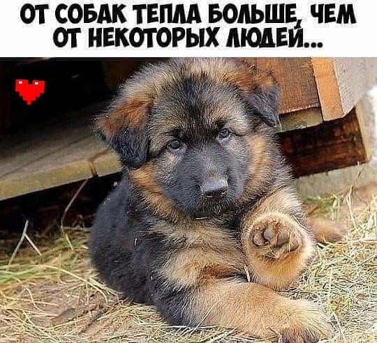 ОТ СОБАК ТЕМА БОЛЬШЕ ЧЕМ ОТ НЕКОТОРЫХ МОДЕМ