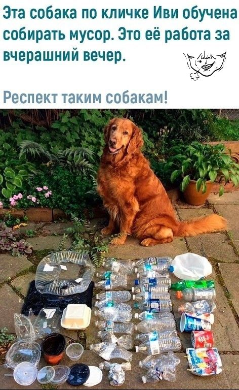 Эта собака по кличке Иви обучена собирать мусор Зто её работа за вчерашний вечер _ Респект таким собакам