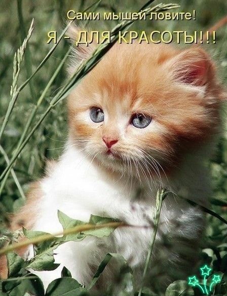 ВИТе шейЁЁ СЗТ 1 г Самуи мы