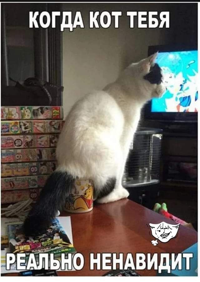 КОГДА КОТ ТЕБЯ До нвндвидщг