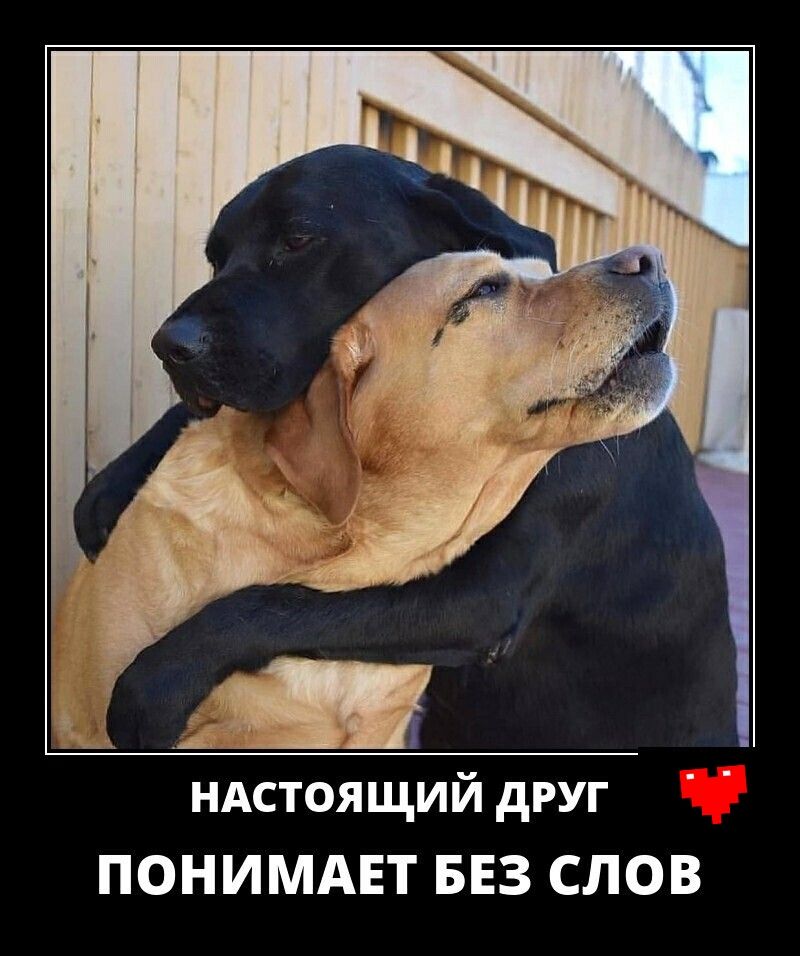 нАстоящий друг ПОНИМАЕТ БЕЗ СЛОВ