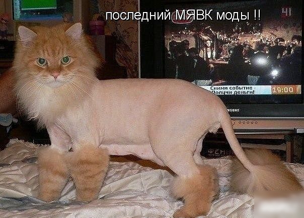 поспедниидЁВК моды