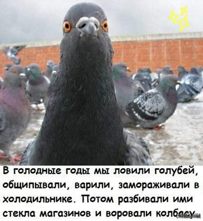 _ ч А вглоодные годы мы ловилицголубей общипывали варили замораживали в холодильнике Потом разбивали ими стекла магазинов и воровали колбмуш