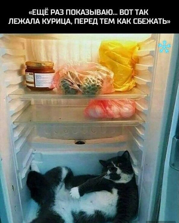 ЕЩЁ РАЗ ПОКАЗЫВАЮ ВПТ ТАК ЛЕЖАЛА КУРИЦА ПЕРЕД ТЕМ КАК ЕБЕЖАТЬ