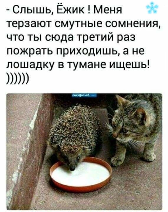 Слышь Ёжик Меня терзают смутные сомнения что ты сюда третий раз пожрать приходишь а не лошадку в тумане ищешь