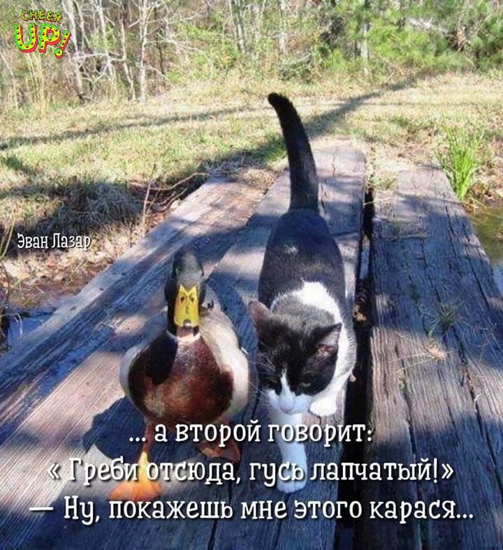 Сижу 5 машин к мышам на дачу