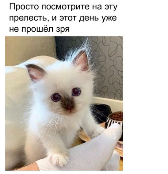 Просто посмотрите на эту прелесть и этот день уже не прошёл зря