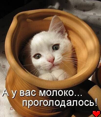 у вас молоко проголодапось