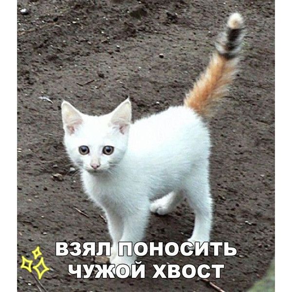 взял пносить чужэй хвост