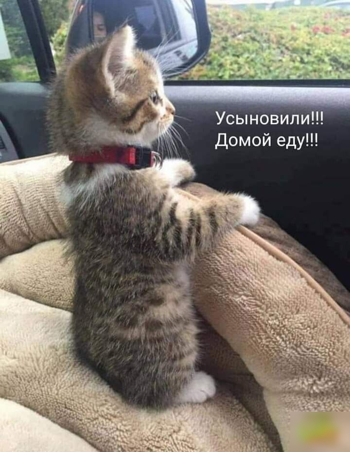 Усыновили Домой еду