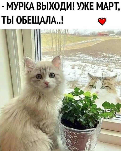 МУРКА ВЫХОДИ УЖЕ МАРТ ТЫ ОБЕЩАЛА с