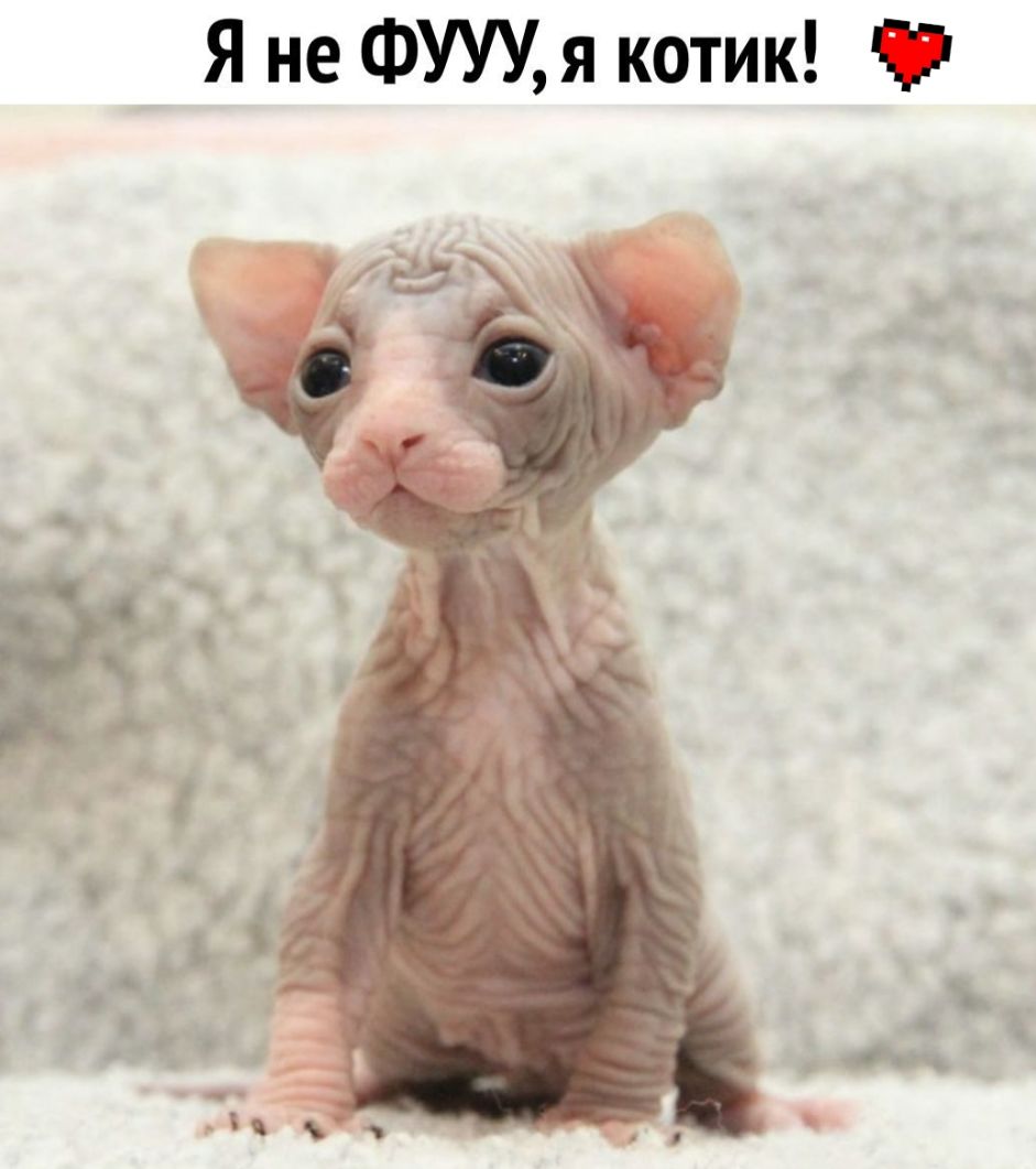 Я не ФУУУя котик