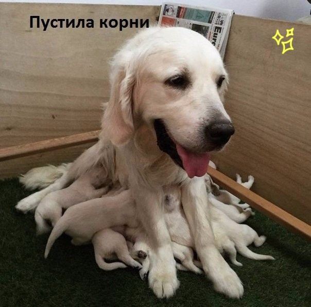 чт Пустила корни а В 4