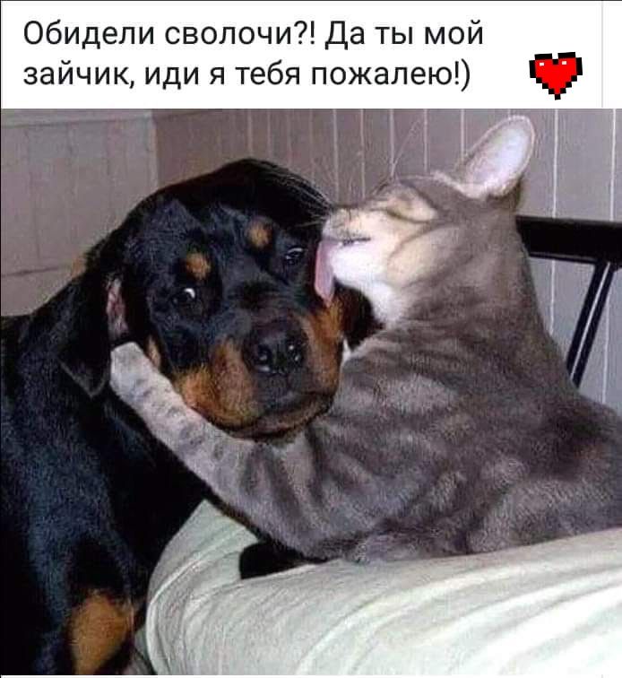 Обидели сволочи Да ты мой зайчик иди я тебя пожалею