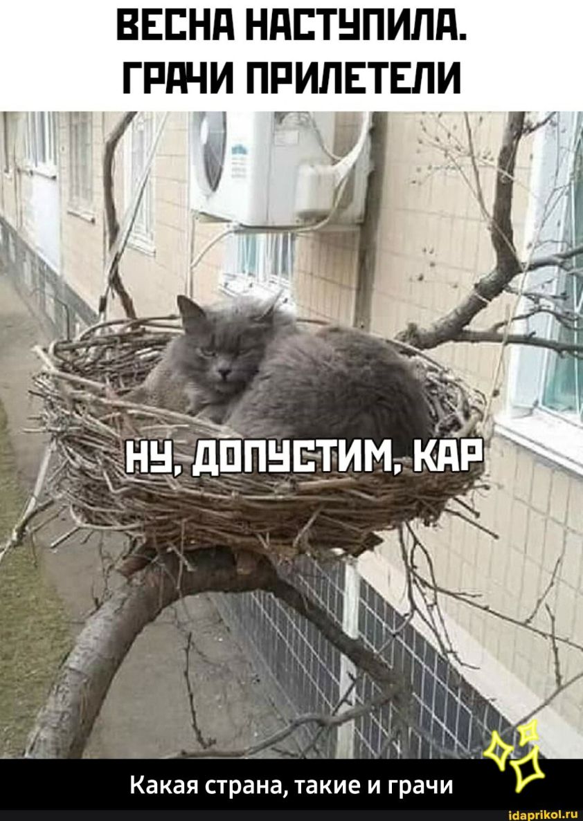 ВЕЕНП НПЕТНПИЛП ГРдЧИ ПРИЛЕТЕЛИ ні _Ц _ _ Ёдппнчтимкдг Какая страна такие и грачи