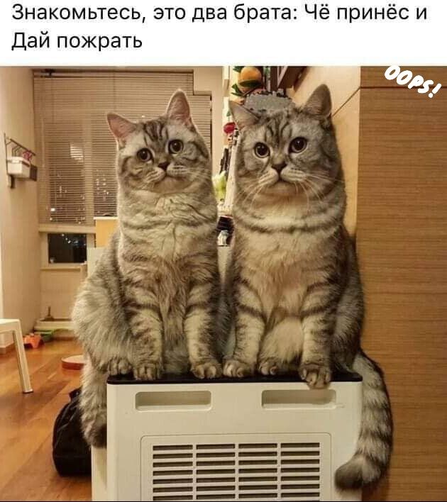 Знакомьтесь это два брата Чё принёс и Дай пожрать