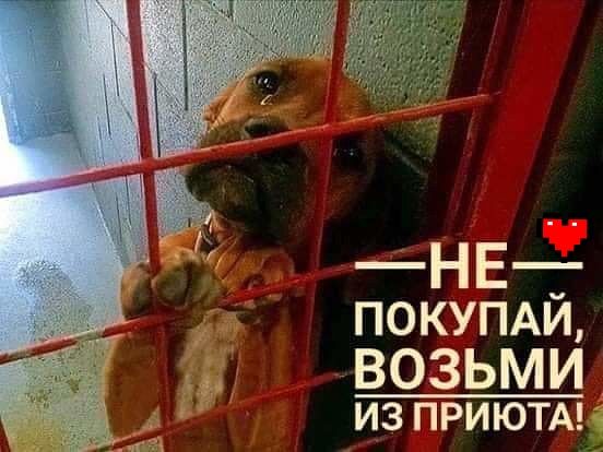 НЕ_ ПОКУПАИ ВОЗЬМИ из приюты
