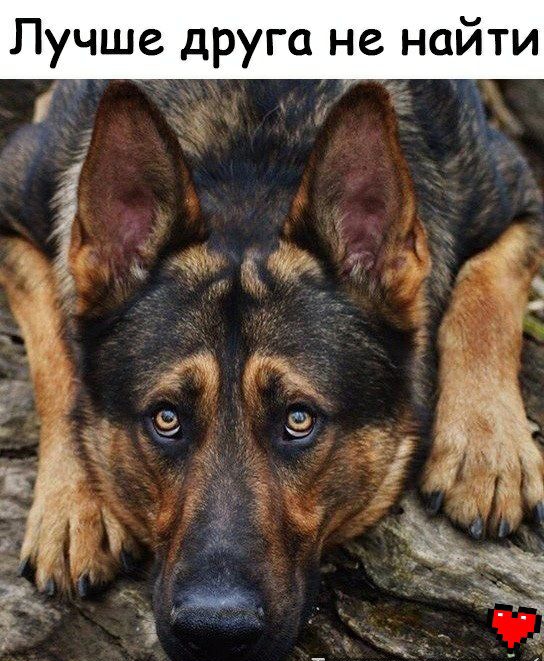 Лучше друга не найти