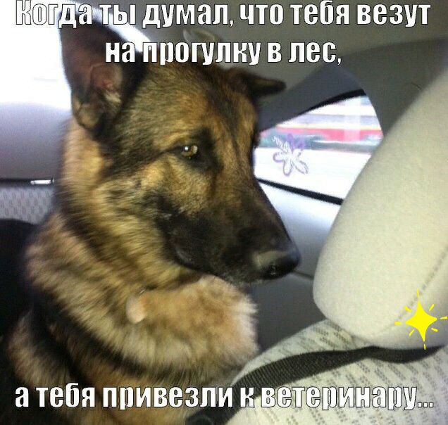 т щумап что тебя везут н прогулку в лес