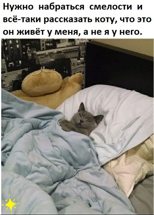 Нужно набраться смелости и всё таки рассказать коту что это он живёт у меня а не я у него