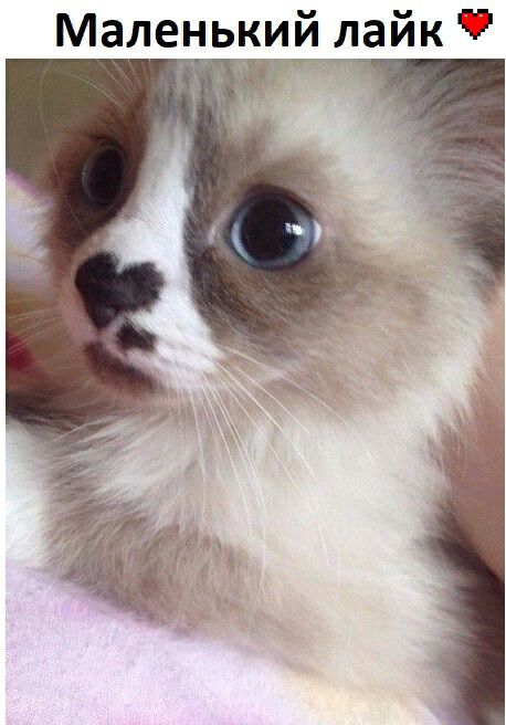 Маленький лайк