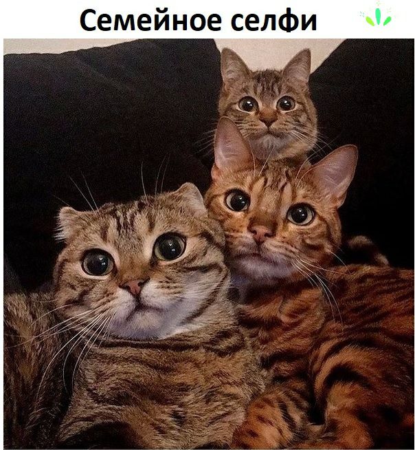 Семейное селФи