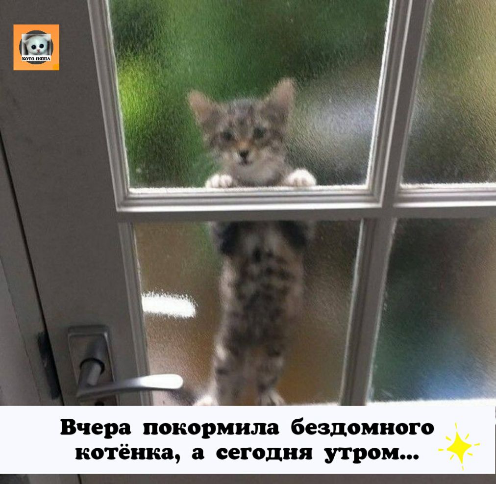 Вчера покормила бездомного котёнка а сегодня утром