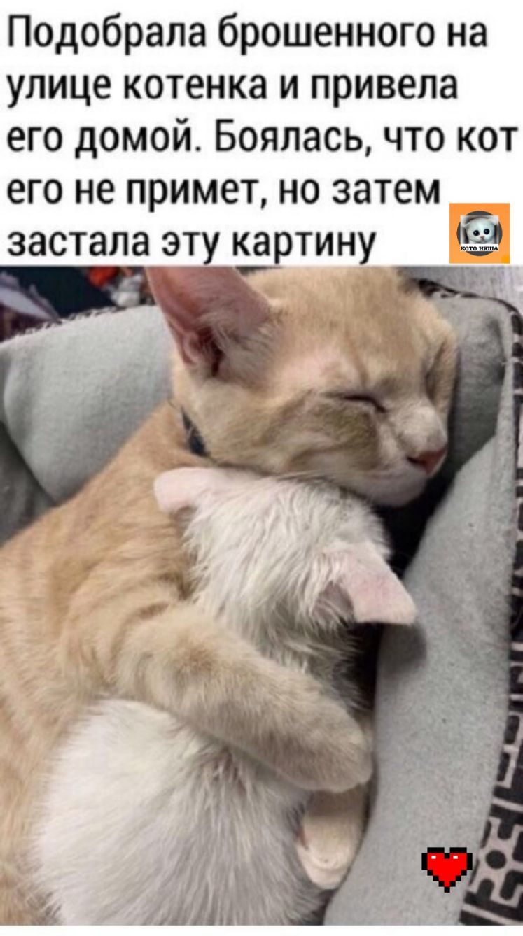 Подобрала брошенного на улице котенка и привела его домой Боялась что кот его не примет но затем засталагэту картину Ы
