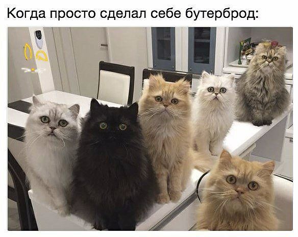 Когда просто сделал себе бутерброд