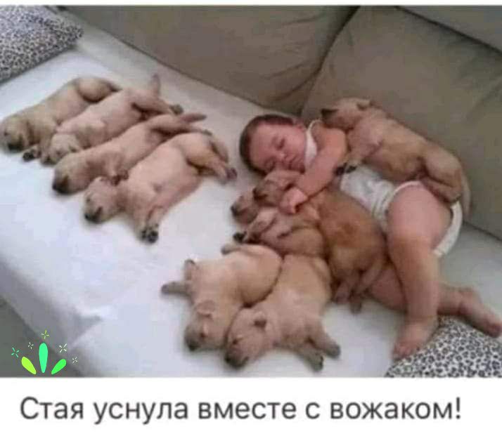Стая уснула вместе с вожаком