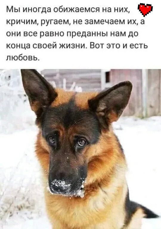 Мы иногда обижаемся на них кричим ругаем не замечаем их а ОНИ все равно преданны нам до конца СВОЕЙ ЖИЗНИ ВОТ ЭТО И ЕСТЬ любовь