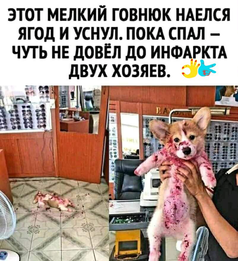 ЭТОТ МЕЛКИЙ ГОВНЮК НАЕЛСЯ ЯГОД И УСНУЛ ПОКА СПАЛ ЧУТЬ НЕ ДОВЁЛ д0 ИНФАРКТА дВУХ ХОЗЯЕВ