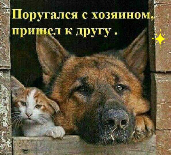 Поругался с хозяином п ишел к Р дРУГУ