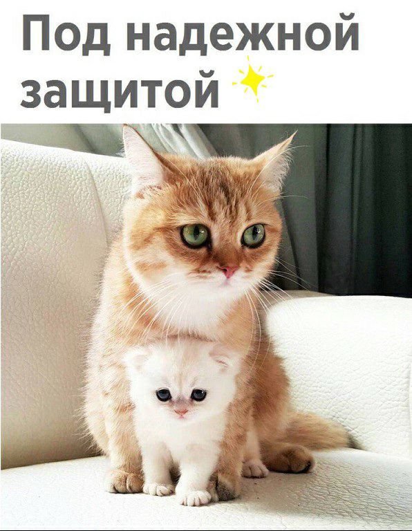 Под надежной защитой