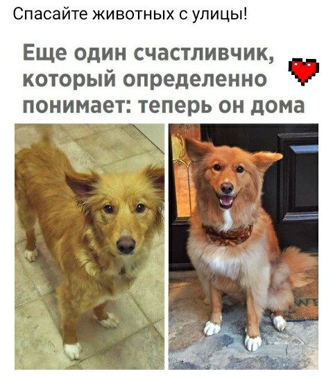 Спасайте животных с улицы Еще один счастливчик который определенно понимает теперь он дома