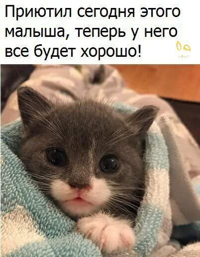 Приютил сегодня этого малыша теперь у него все будет хорошо