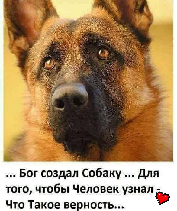 Бог создал Собаку для того чтобы Человек узнал Что Такое ве ность