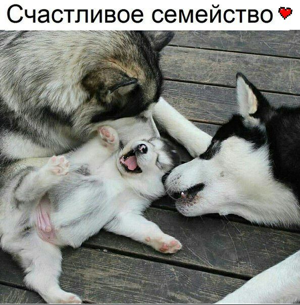 Счастливое сем