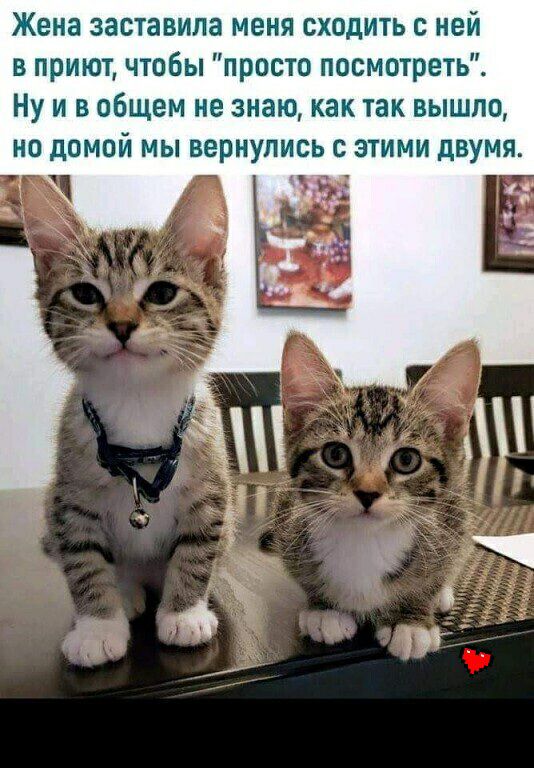 Жена заставила меня сходить с ней в приют чтобы просто посмотреть Ну и в общем не знаю как так вышло на домой мы вернулись с этими двумя