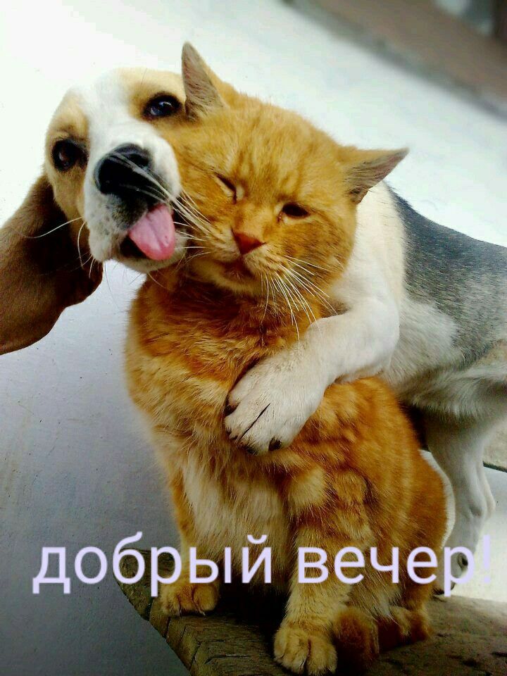 брый вече