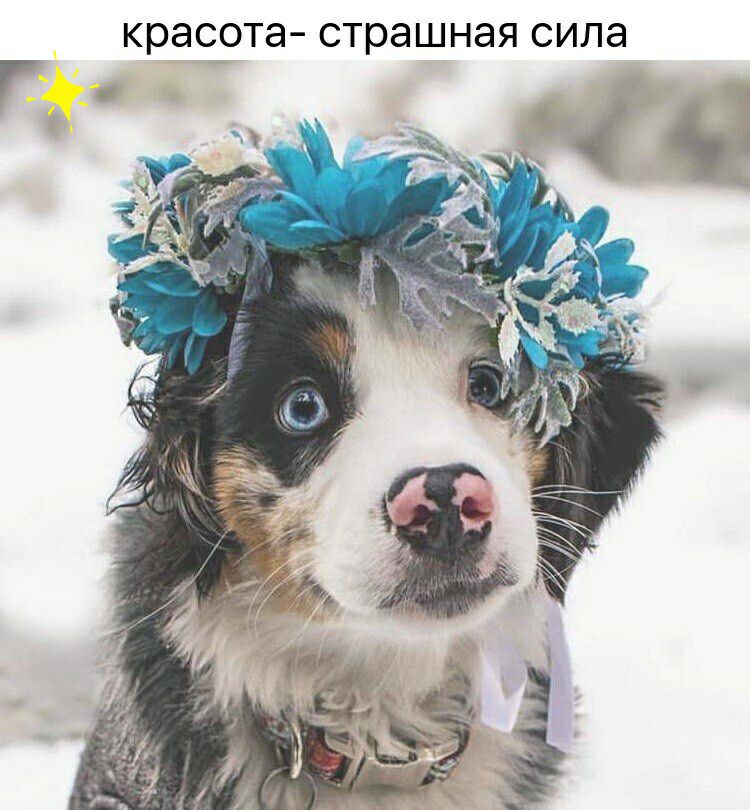 красота страшная сила