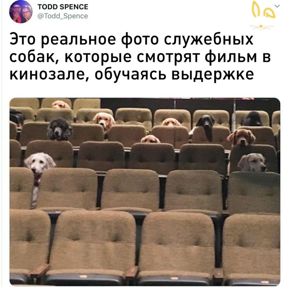 тоовзрвмсе Тосісі_репсе Это реальное фото служебных собак которые смотрят фильм в кинозале обучаясь выдержке