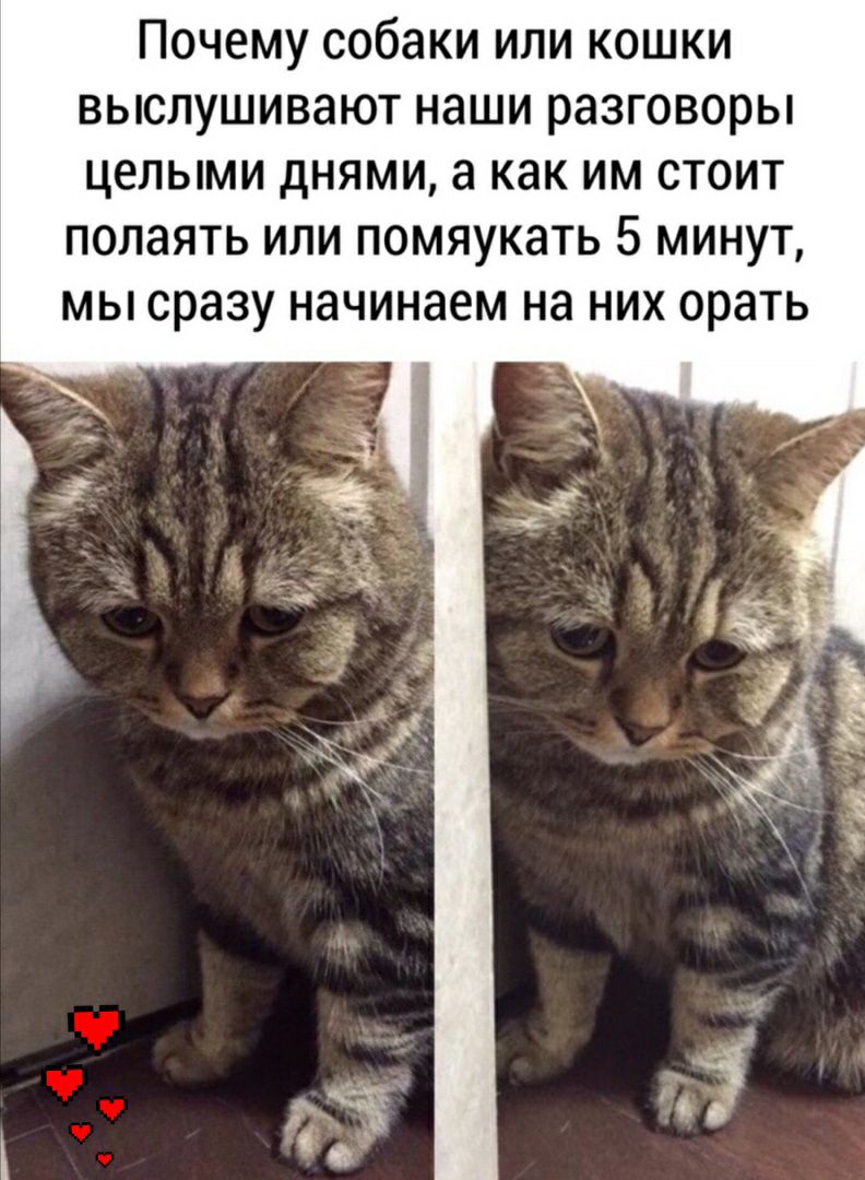 Почему собаки или кошки выслушивают наши разговоры целыми днями а как им стоит полаять или помяукать 5 минут мы сразу начинаем на них орать