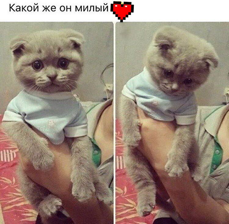 Какой же он милый