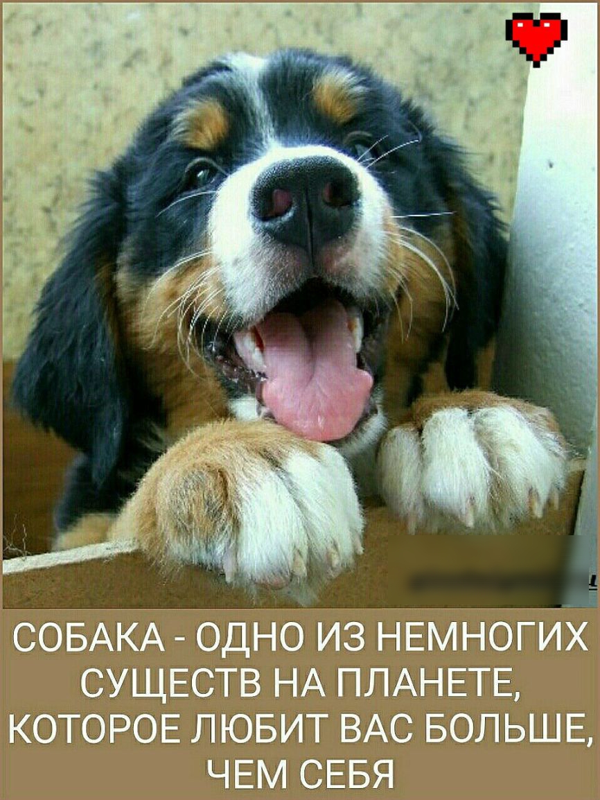 СОБАКА ОДНО ИЗ НЕМНОГИХ СУЩЕСТВ НА ПЛАНЕТЕ КОТОРОЕ ЛЮБИТ ВАС БОЛЬШЕ ЧЕМ СЕБЯ