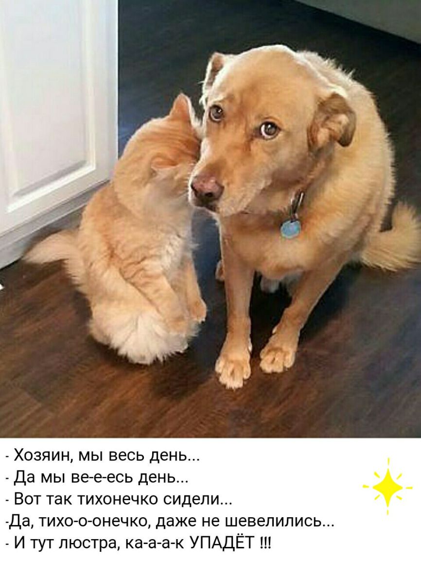 Хозяин мы весь день Да мы ве е есь день Вот так тихонечко сидели Да тихо о онечко даже не шевелились И тут люстра ка а а к УПАДЁТ
