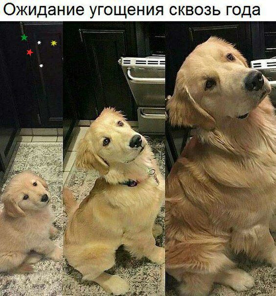 ОЖИДЭНИЭ ЩЭНИЯ СКВОЗЬ года