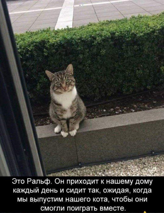 Это Ральф Он приходит к нашему дому каждый день и сидит так ожидая когда мы выпустим нашего кота чтобы они смогли поиграть вместе