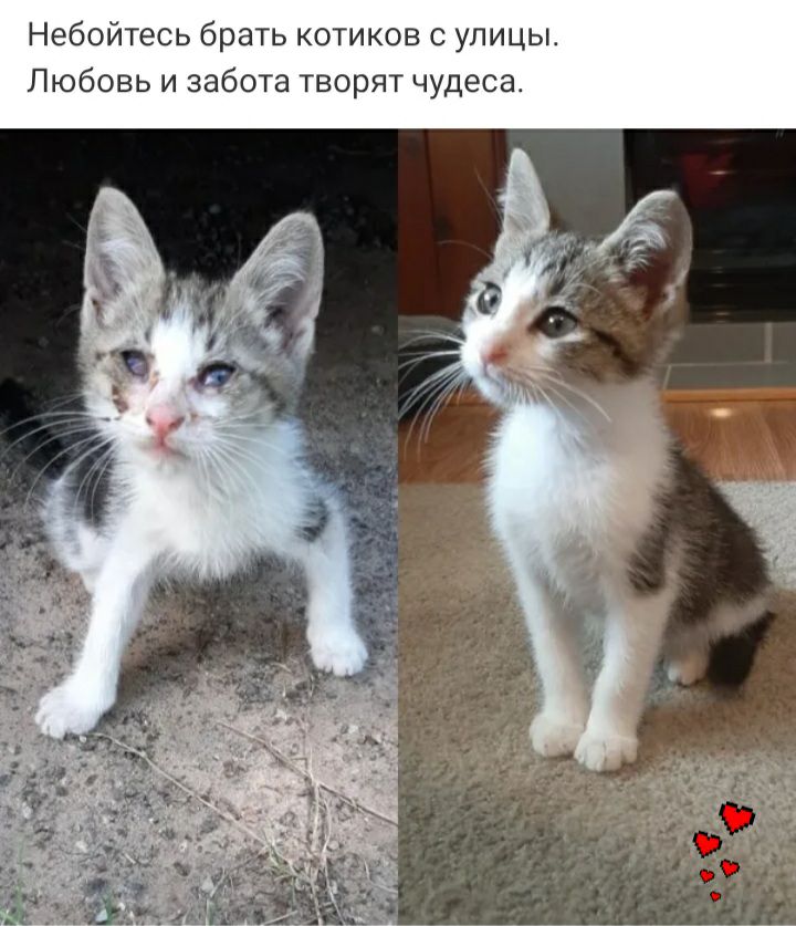 Небойтесь брать котиков улицы Любовь и забота творят чудеса