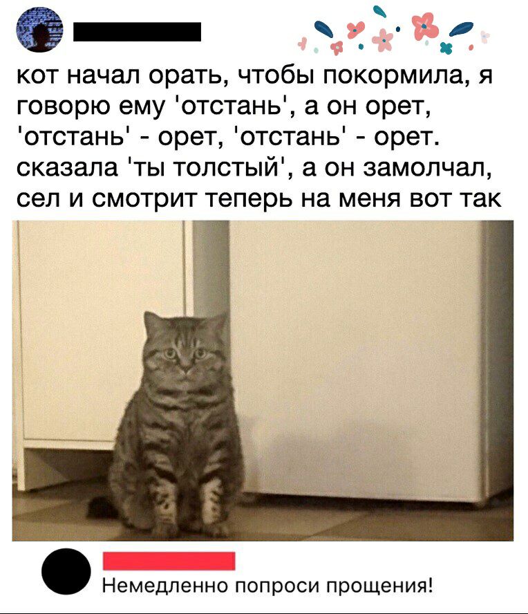 _ 8 кот начал орать чтобы покормила я говорю ему отстань а он орет отстань орет отстань орет сказала ты толстый а он замолчал сел И СМОТРИТ Теперь на меня ВОТ так Немедленно попроси прощения